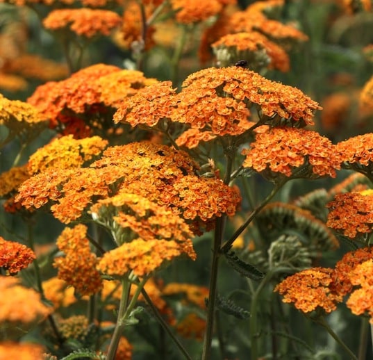Achillea millefolium Terracotta