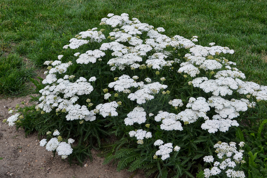 Achillea 'Firefly Diamond'