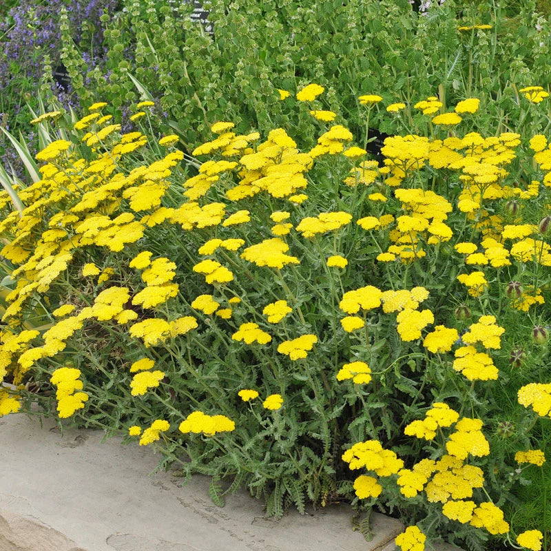 Achillea 'Moonshine'