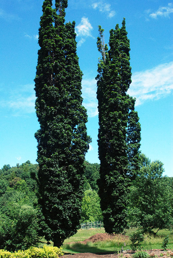 Acer - Platanoides - Columnare - Newton Sentry - érable