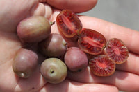 Actinidia Arguta 'Ken's Red' - Kiwi Femelle