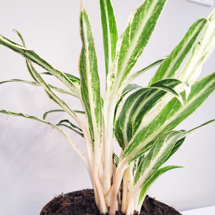 aglaonema rice leaf Aglaonema Rice Leaf