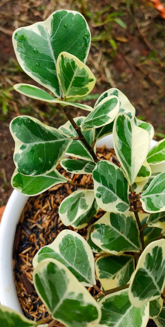 Ficus Triangularis Variegata – FleurExcel Inc.