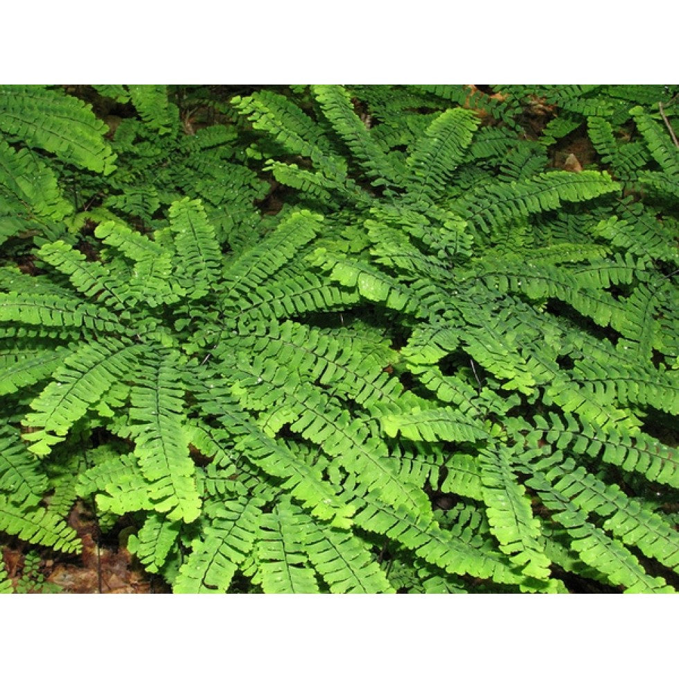 Adiantum pedatum - Capillaire du Canada