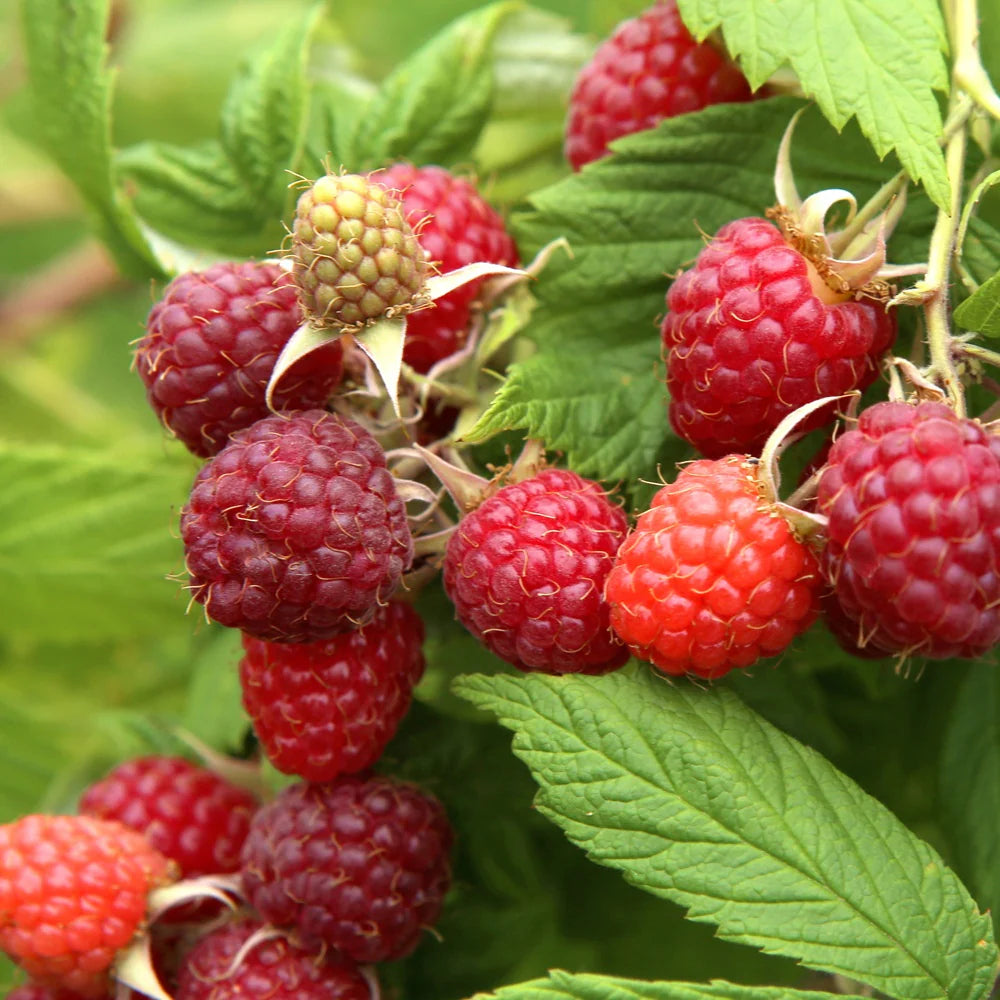 Rubus Little Sweet sister - Framboise - Framboisier nain