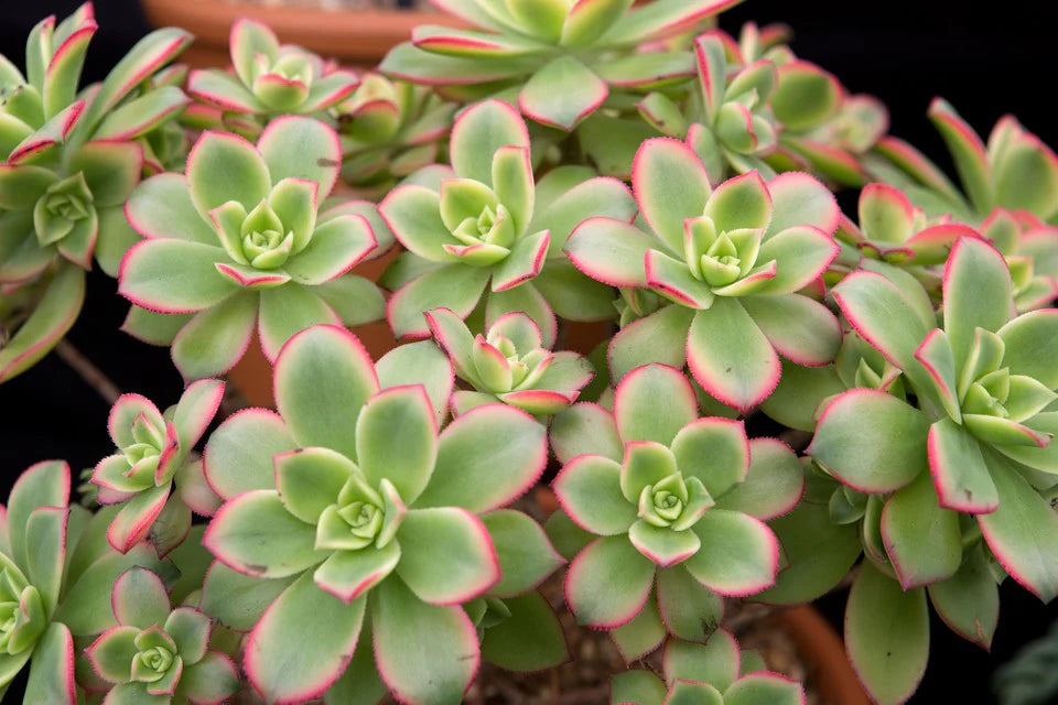 Aeonium Kiwi