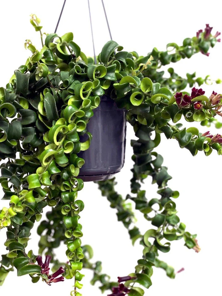 Aeschynanthus "Rasta"
