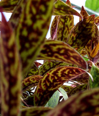 Aeschynanthus lobianus 'Mona Lisa' Black Pagoda - plante rouge à lèvre