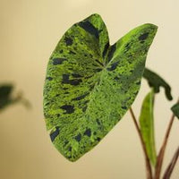 Colocasia esculenta 'Mojito'