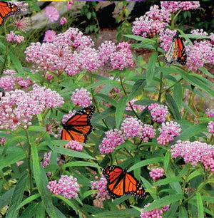 Seed - Milkweed Cinderella - Portage Seeds