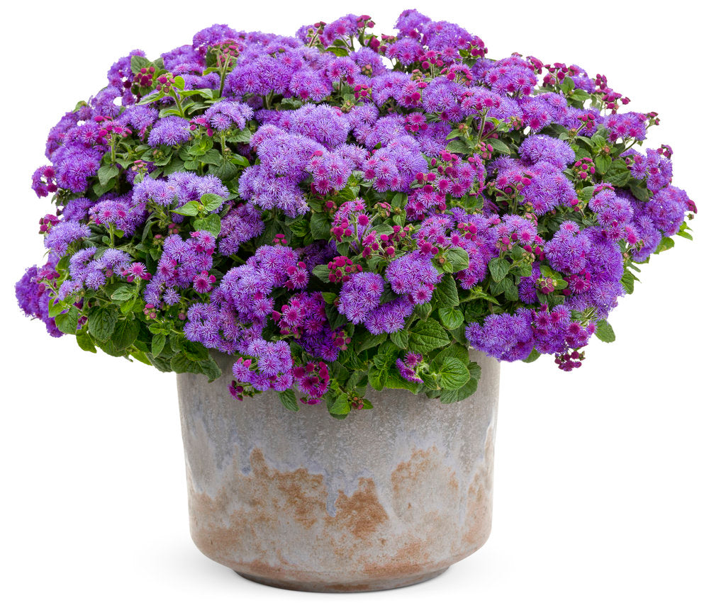 Agératum en pot