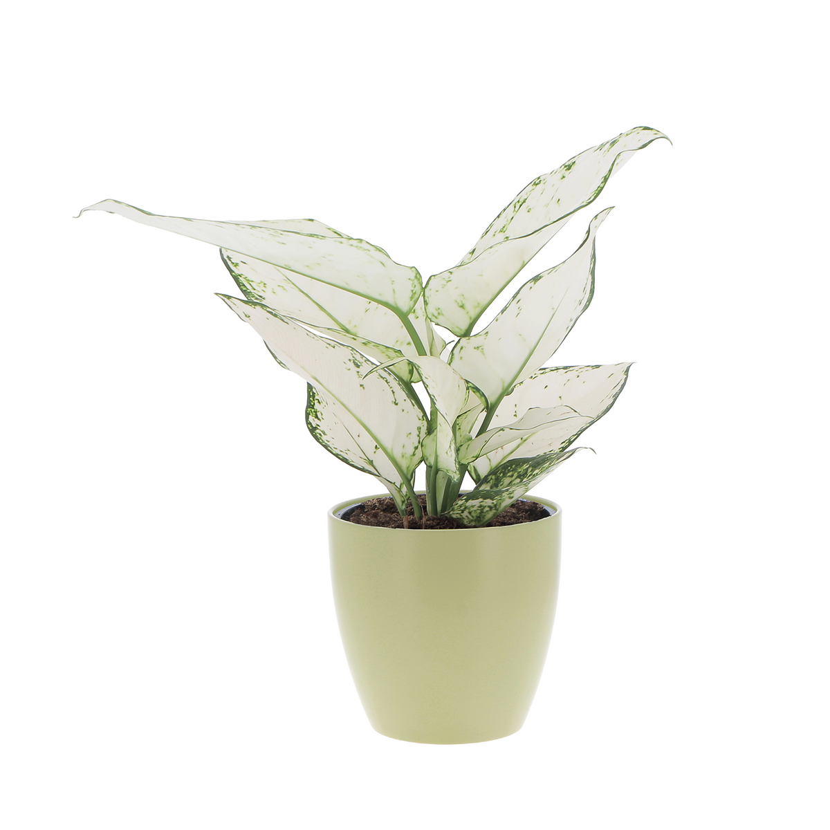 Aglaonema beauty white