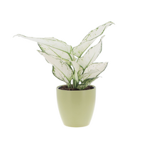 Aglaonema beauty white