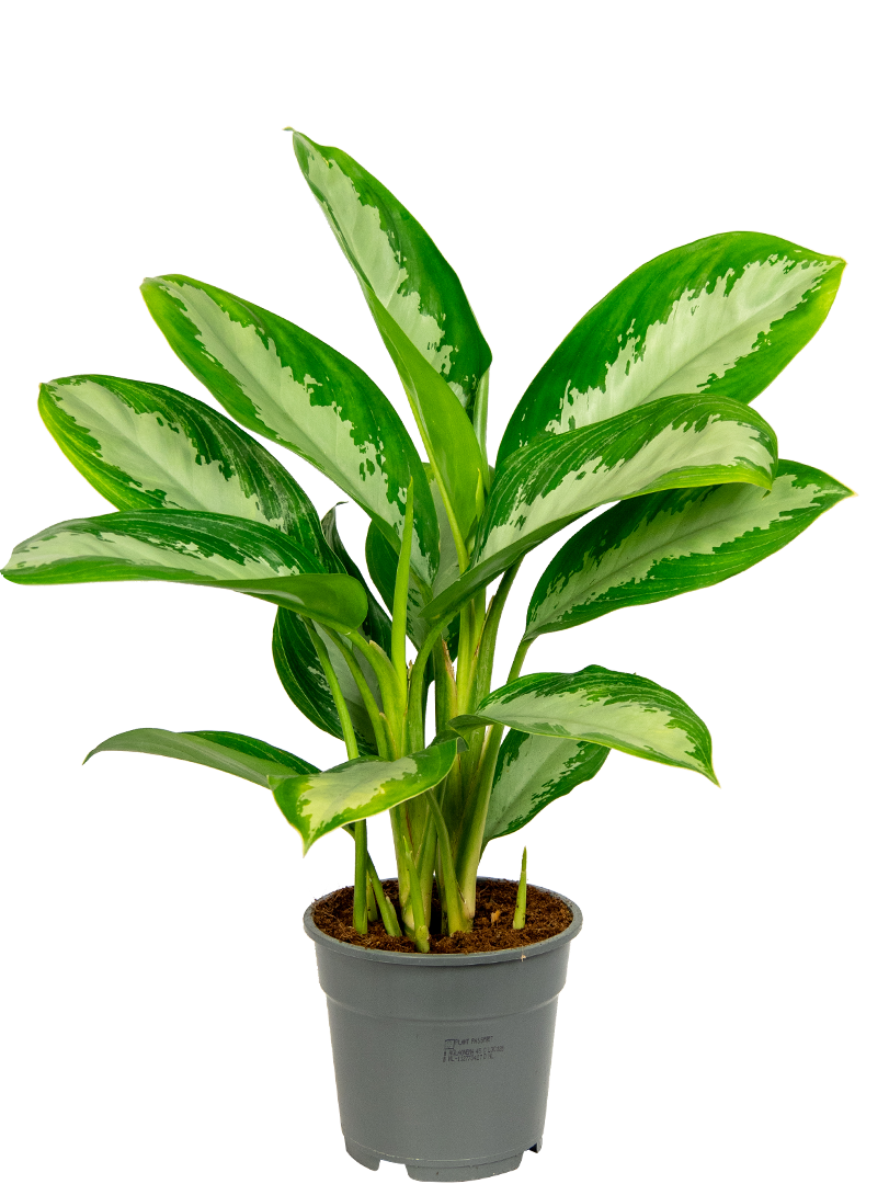 Aglaonema Diamond Bay – FleurExcel Inc