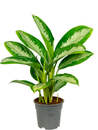 Aglaonema Diamond Bay