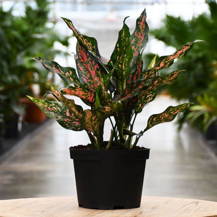 AGLAONEMA NARROW SPINEL