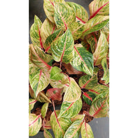 Aglaonema - Green Papaya