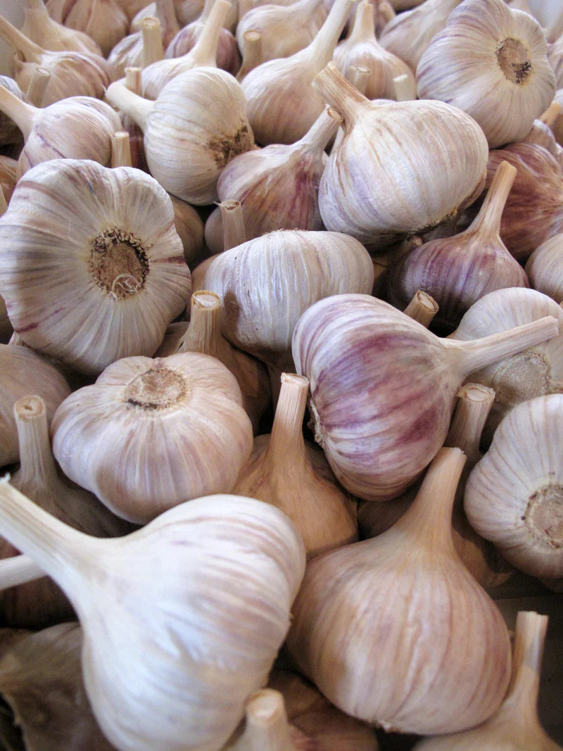 Bulbe ail à planter