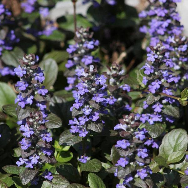 Ajuga reptans 'Mahogany Form'