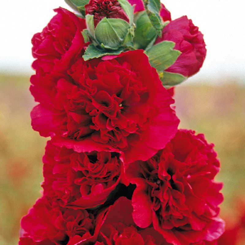 Alcea rosea 'Chater's Double' (rouge/red)