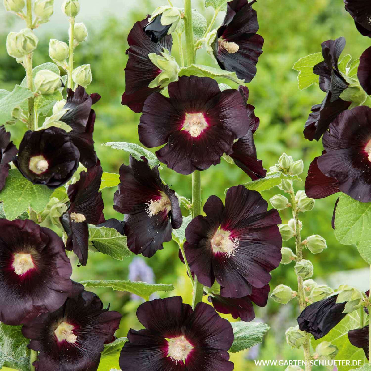 Alcea rosea 'Blacknight'