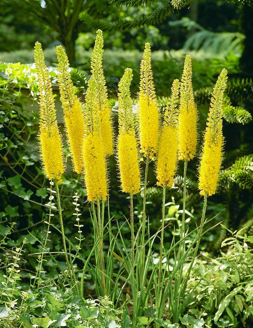Bulbe d'automne - Eremurus Yellow Tops