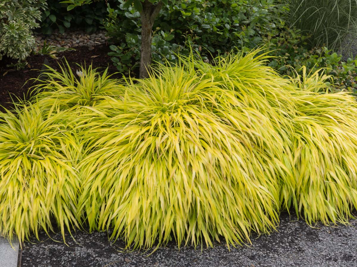 Hakonechloa 'All Gold' - Graminée