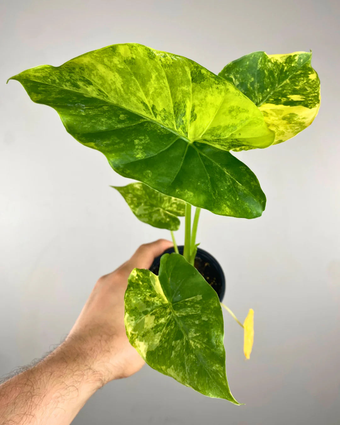 Alocasia Odora Variegata Jaune