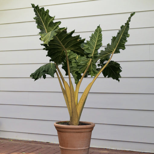 Alocasia 'Golden Dragon'