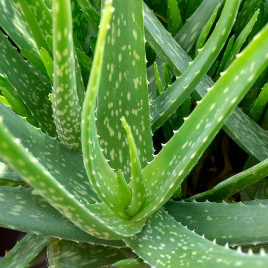 Aloe vera