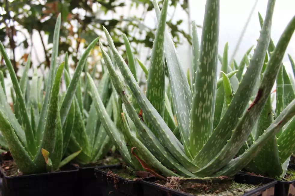 Aloe vera