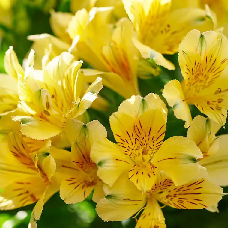 Alstroemeria Inticancha Havana-Gal. Tropi