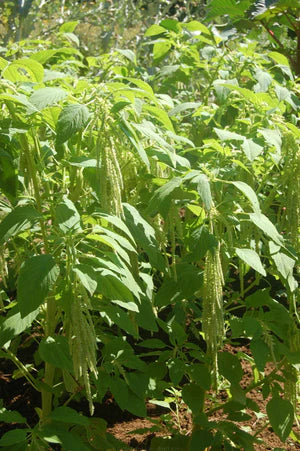 Semence - Amarante green tails - Semences du portage