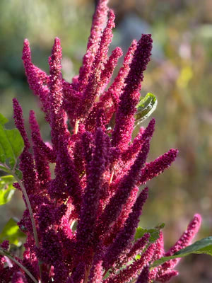 Seed - Amaranth 'Rose de Bolivie' - Seed Portage
