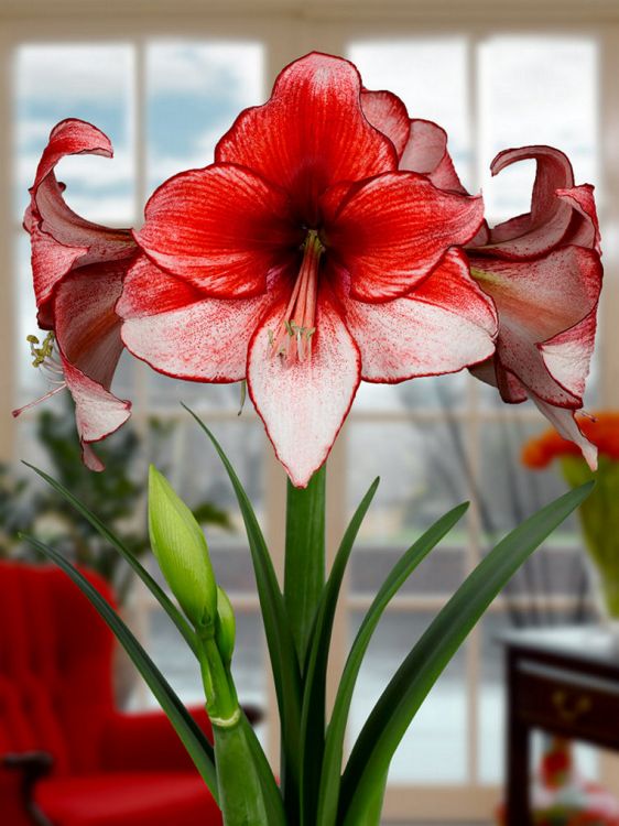 Bulbe Amaryllis Charisma