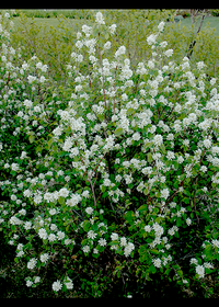 Amelanchier - Alnifolia