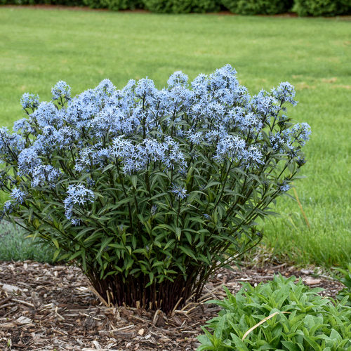 Amsonia tabernaemontana 'Storm Cloud'