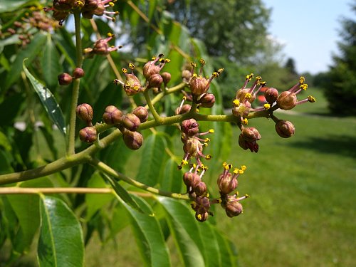 Phellodendron Amurense - amur corktree