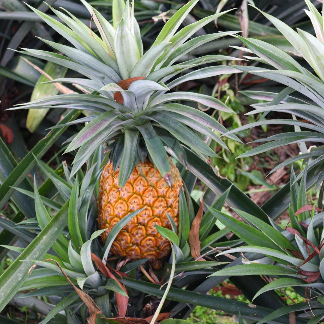 Ananas comosus