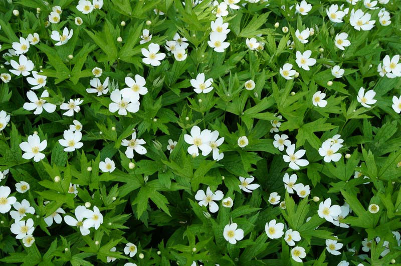 Anemone Canadensis