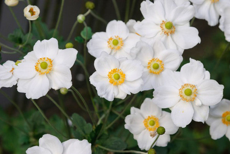 Anemone 'Honorine Jobert'