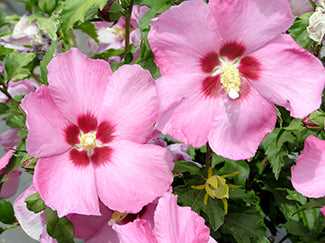 Hibiscus Syriacus 'Aphrodite'