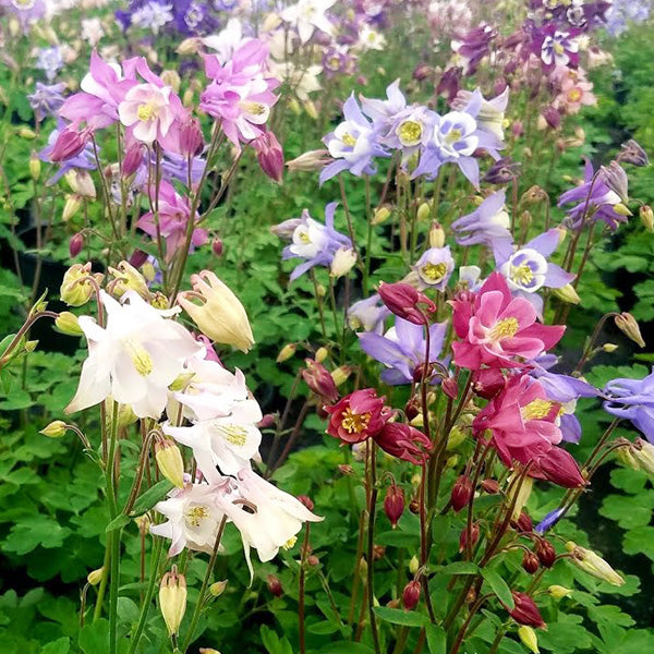 AQUILEGIA ‘Biedermeier’ – Ancolie