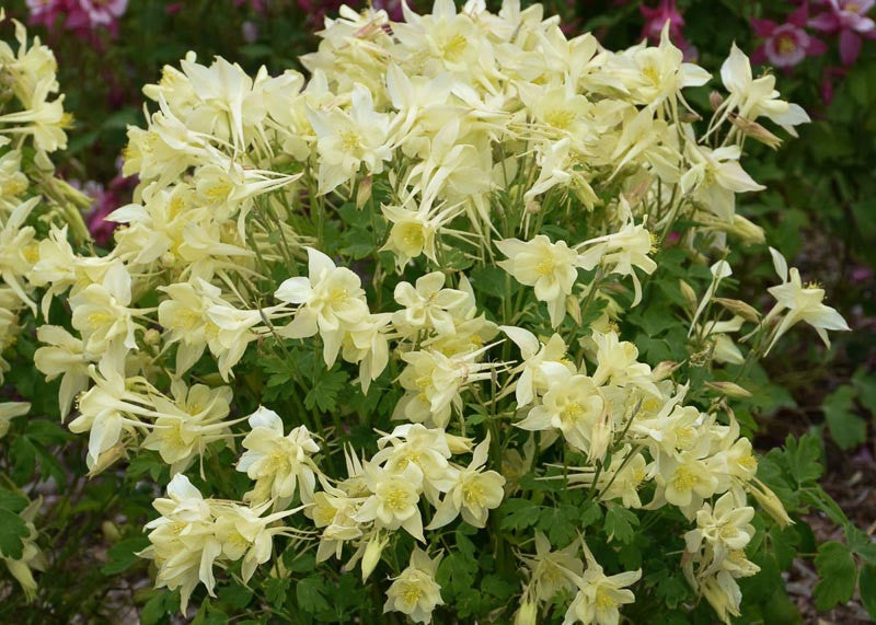 Aquilegia Kirigami™ 'Yellow'