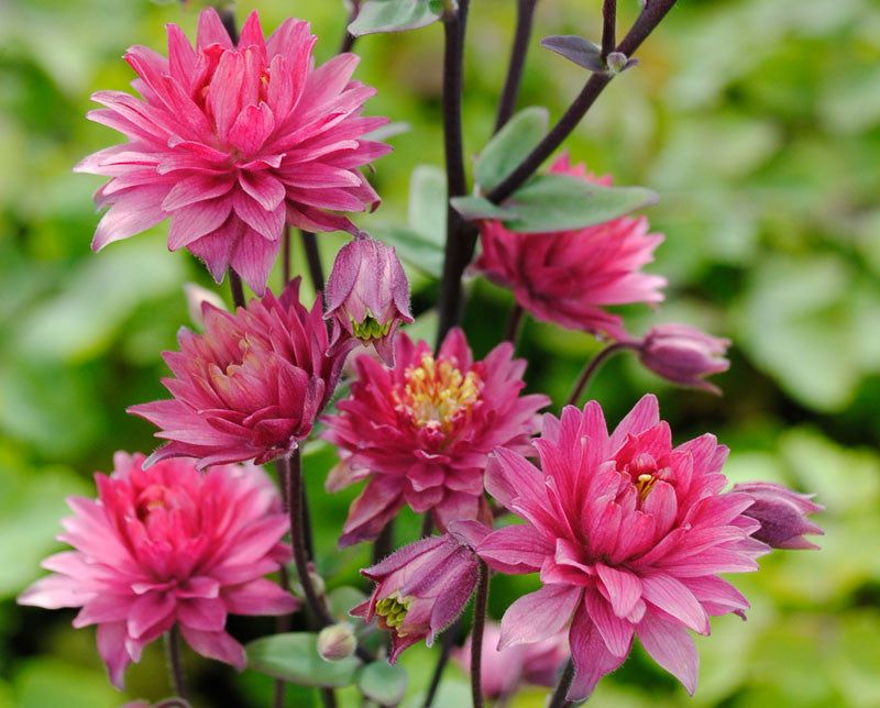 Aquilegia 'Clementine red'