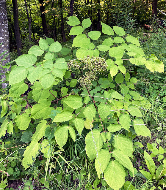 Aralia Racemosa - vivace
