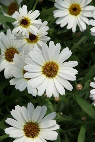 Sixpack (6packs) Agyranthemum