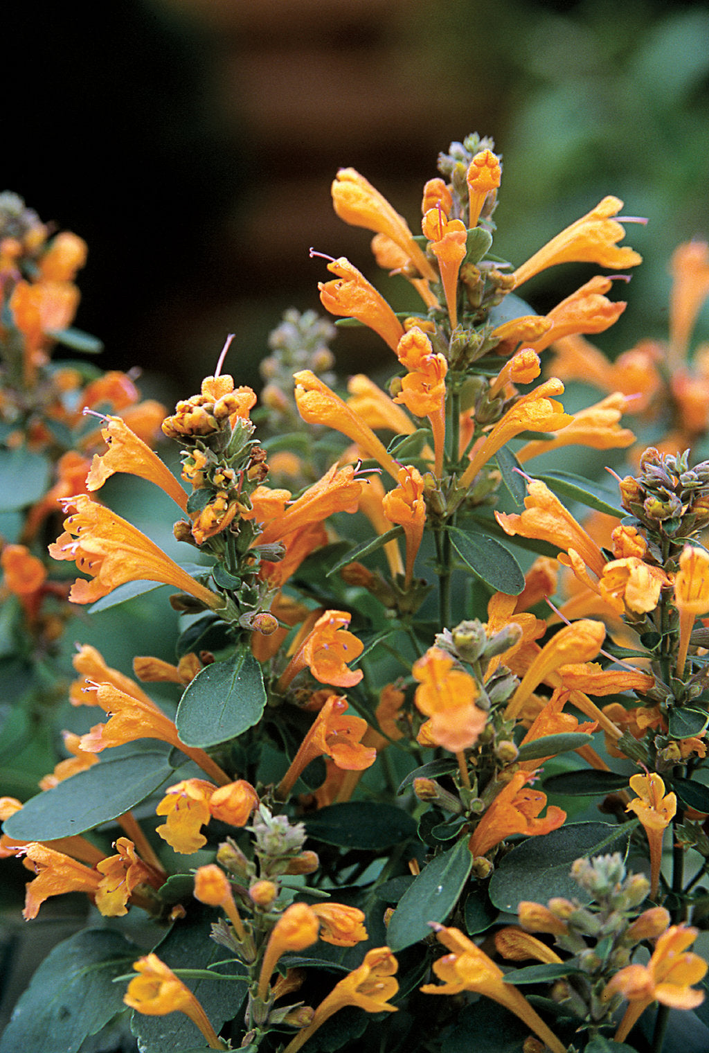 Agastache 'Arizona Sandstone'