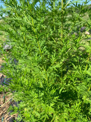 Seed - Annual Mugwort - Portage seeds