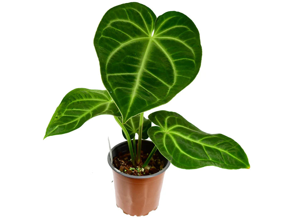 Anthurium Magnificum x Villenaorum